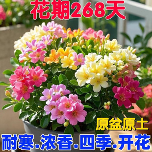 �ͺ�����ʮ�ﻨ�ܾGֲ�����҃ȿ͏d�̨������������
