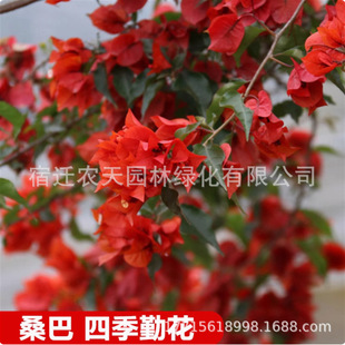 Stewartia Bougainvillea Potted Plant with Flower Climbing Vine Garden Plant Old Pile Double-Petaled Large Seedling Blooming in All Seasons and Easy-To-Live Bonsai