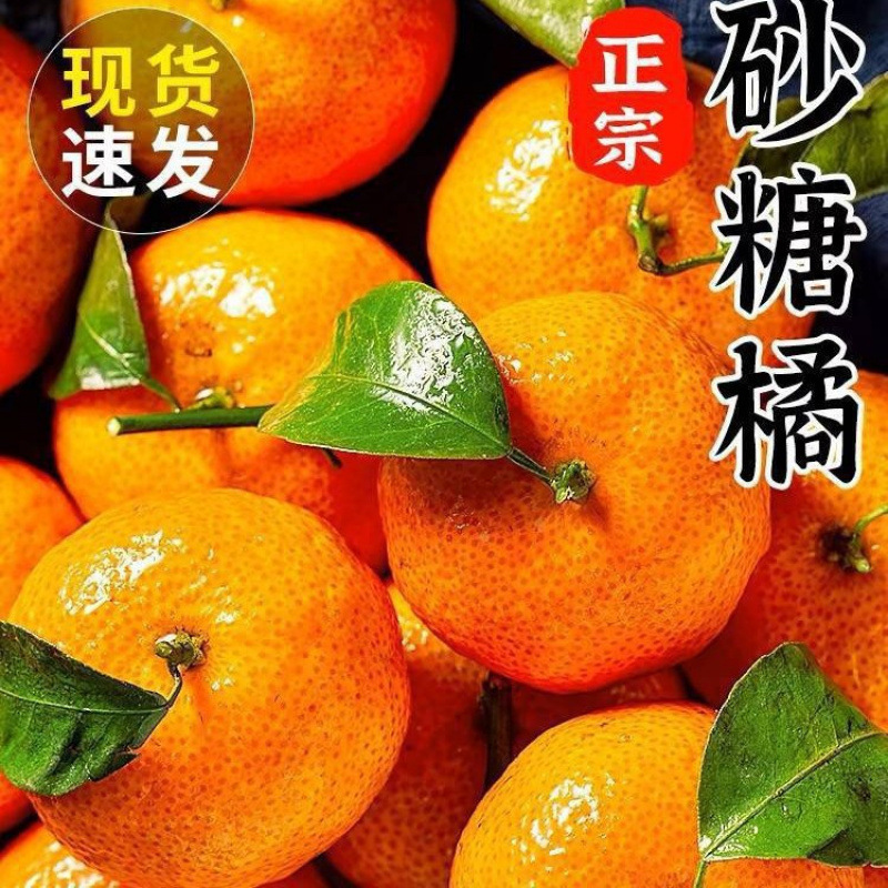 正宗广西砂糖橘新鲜水果当季蜜桔金秋沙糖桔橘子贡柑1斤包邮