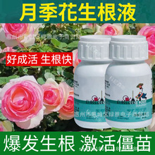 月季花生根液强力长根肥液扦插水培通用型快速生根液养花专用肥料