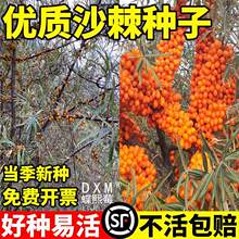 ���|ɳ���N�Ӵ������t�ļ��׷Nɳ����N���̨����ˮ���N��