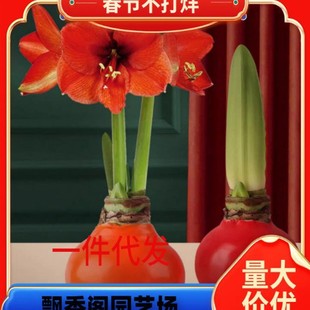 Fangde Wax Seal Paraffin Amaryllis Red Seed Bulb Sealing Wax Wax Ball Wax Seal Large Seed Bulb Lazy Gift New Year Decoration Gift