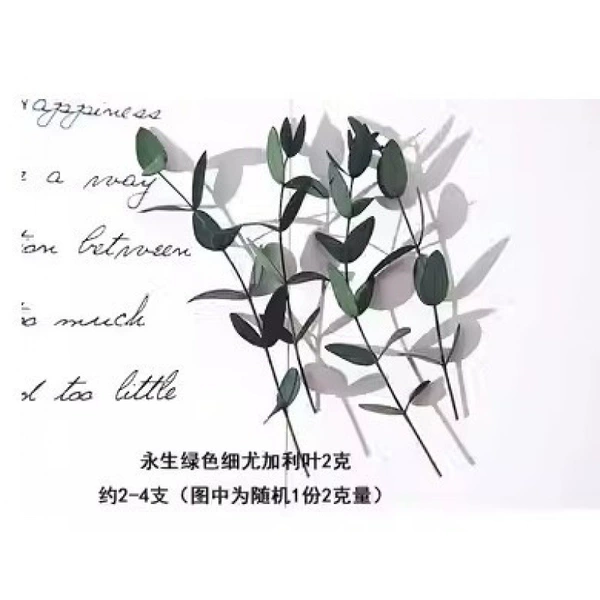 [绿色尤加利叶2克]