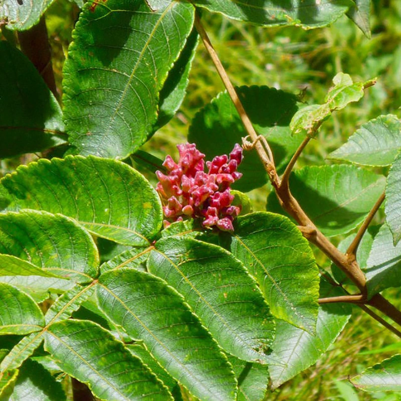 Оптовые семена лесных деревьев Соль Кожа Деревянные семена гарантия качества прорастания Высокая скидка на количество