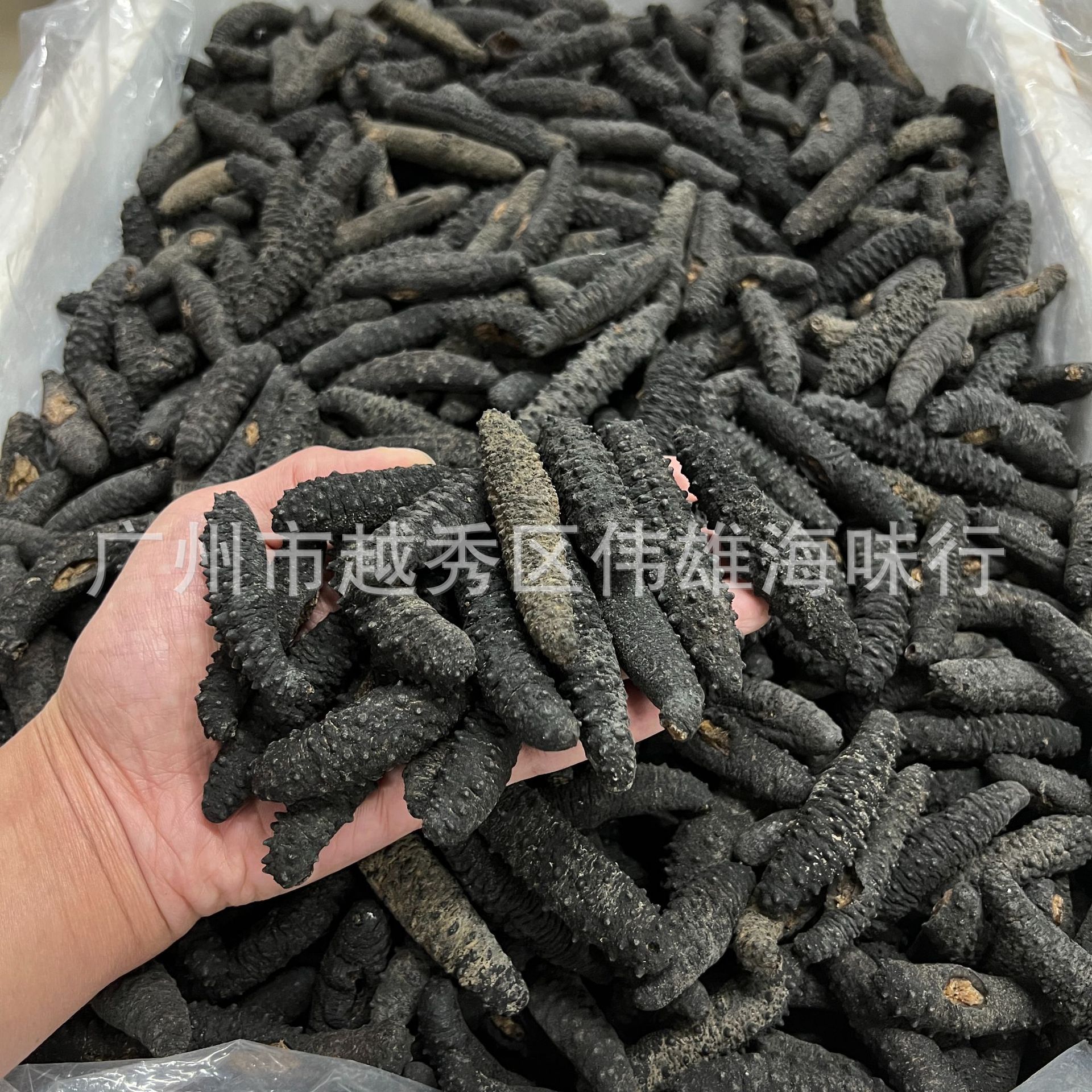 土耳其参带刺米刺参希腊刺参 深海淡干海参干货500克精选原产地货