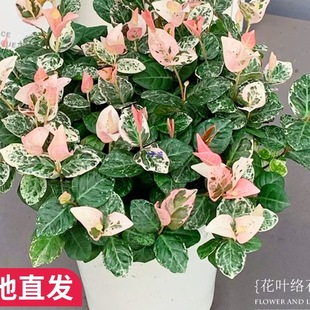 ���~�jʯ ���Ի���ֲ���҃Ȼ��ļ���������~�Gֲ�����m�̨ͥԺ