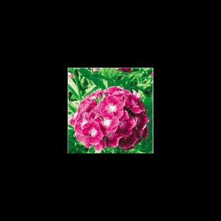 Seeds, Flower Seeds, American Carnation Seeds, Courtyard, Balcony, Potted Plants, Flowers and Plants, Easy to Sow in All Seasons