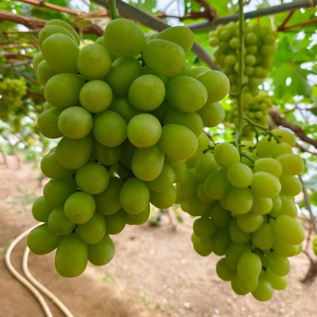 2024-08-04 20:25:36.jpg