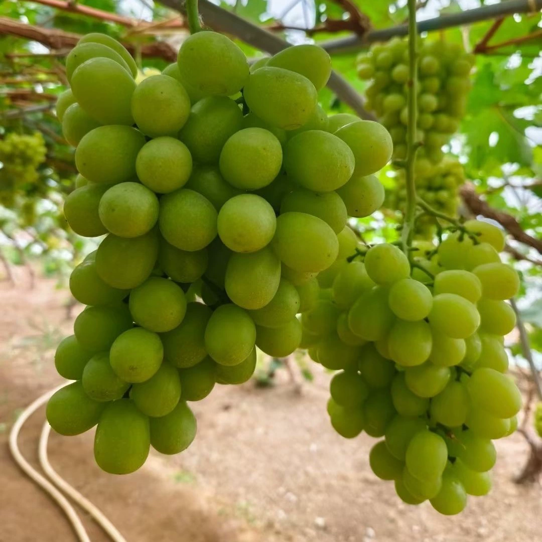 [Поставка] Ранние саженцы винограда Neimas выше 0,5 Саженцы винограда I сорта Высококачественные саженцы винограда по низкой цене