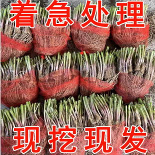 ²˸ϸt̨ԴС~~r߲˷NļƷN