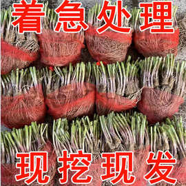 韭菜根苗紫根红根阳台盆栽大小叶宽叶农家蔬菜种籽秧苗四季老品种