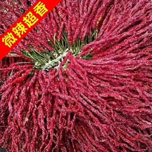 ���������󷽰������� �F���خa�������� ���G�l������������500g