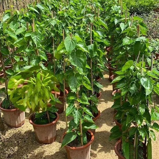 Edible Night Primrose Seedlings, Vine Night Primrose Cauliflower, Night Primrose, Mosquito Repellent Plant Potted Plants