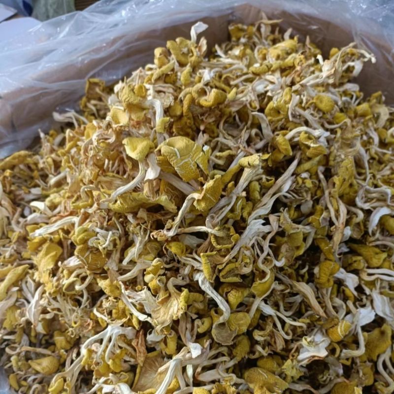 东北特产新货野生榆黄蘑干货正宗玉黄金菇新鲜特级榆黄蘑干榆黄蘑