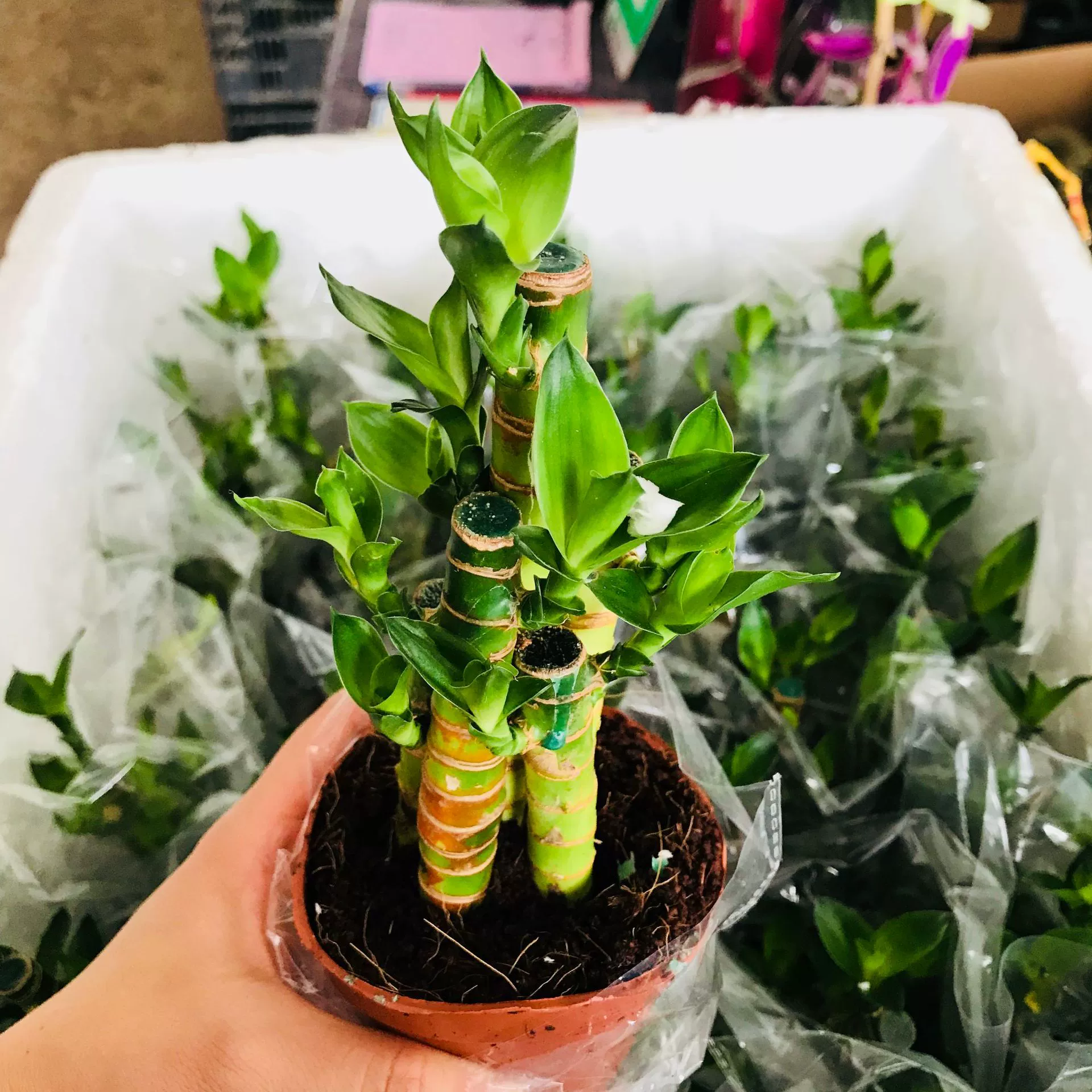 Теплица оптовые продажи зеленых растений в горшках комнатный стол поверхность почвы Гидропоника Лотос бамбук Начинающий хорошие зеленые растения