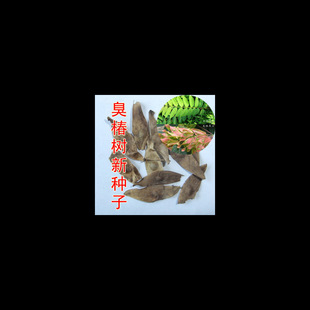 Newly Harvested Toon Seeds, Forest Tree Species, Smelly Toon Seeds, Smelly Toon Peel Seeds, Large Fruit Smelly Toon Seeds, Toon Tree Seeds