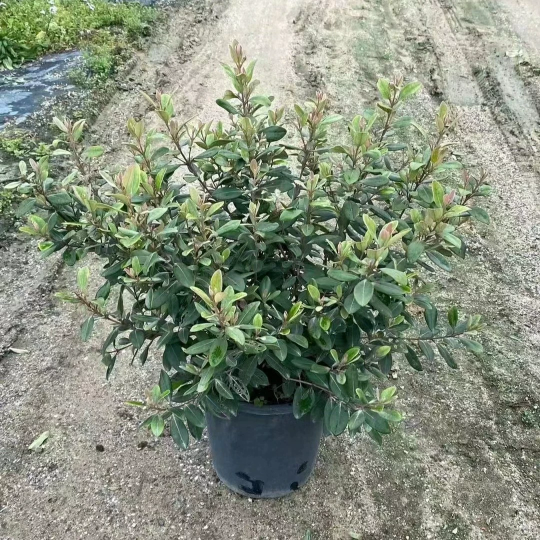 2302 база поставляет персиковые саженцы в горшке 50-70 см