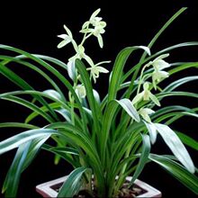 特价名贵兰花苗逸虹双骄建兰室内好养桌面花卉兰草