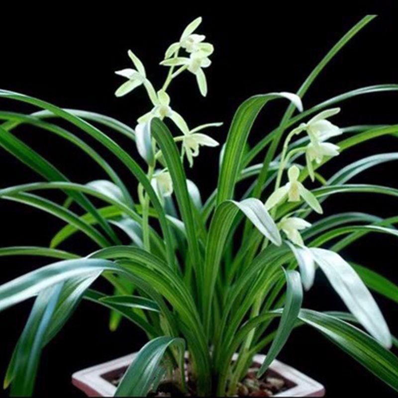 特价名贵兰花苗逸虹双骄建兰室内好养桌面花卉兰草