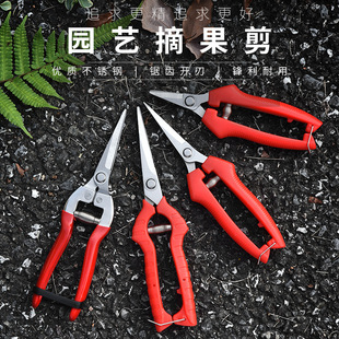 fruit-picking scissors gardening pruning scissors rare fruit scissors fruit and vegetable picking grape scissors gardening scissors prickly ash scissors