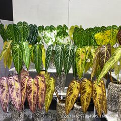 火鶴の花、緑の蔓の葉、クリスタルの花、火鶴の王の葉、造花、偽の緑の植物、ペルシャのヘリシウム