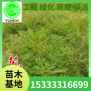Nantian Bamboo Potted Seedlings Nantian Bamboo Red Bamboo Seedlings Courtyard Street Greening Ornamental Cold-Resistant Flower Plants