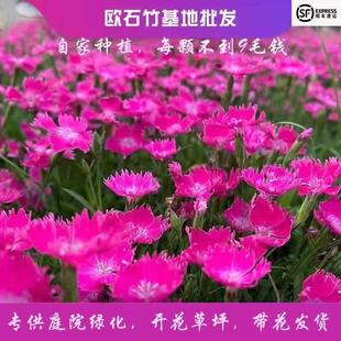 �Wʯ�����ͺ��������Է�ؐ����ͥԺ�ļ��Gֲʯ���컨������