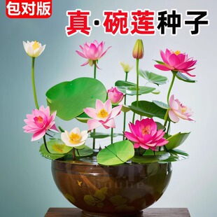 ��ɏ�Nźˮ��Gֲ��ɻ�����ˮ�B�ļ��_����˯ɏ��С�ͷN��