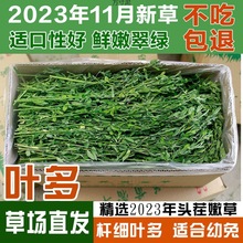 新紫花苜蓿干饲料幼兔兔子龙猫荷兰猪粮牧兔粮源工厂包邮一件批发