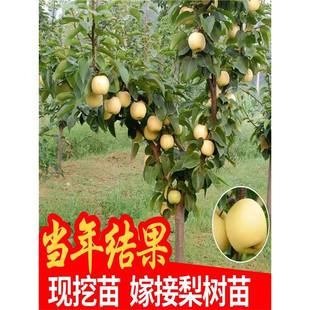 ����ѩ��Xɽ���O��������������Ʒ�N������ʹ����������