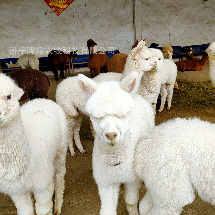 我要养殖羊驼幼苗在哪里买的