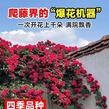 �ļ��tľ�㻨������ֲ���ͺ����B������ľ�㻨ͥԺ�Nޱ��������