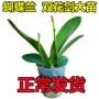 开花花剑四季盆栽兰花