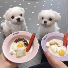 微瑕BD猫碗陶瓷宠物狗碗吃粮饮水罐头饭碗小猫咪餐盘食盆宠物用品