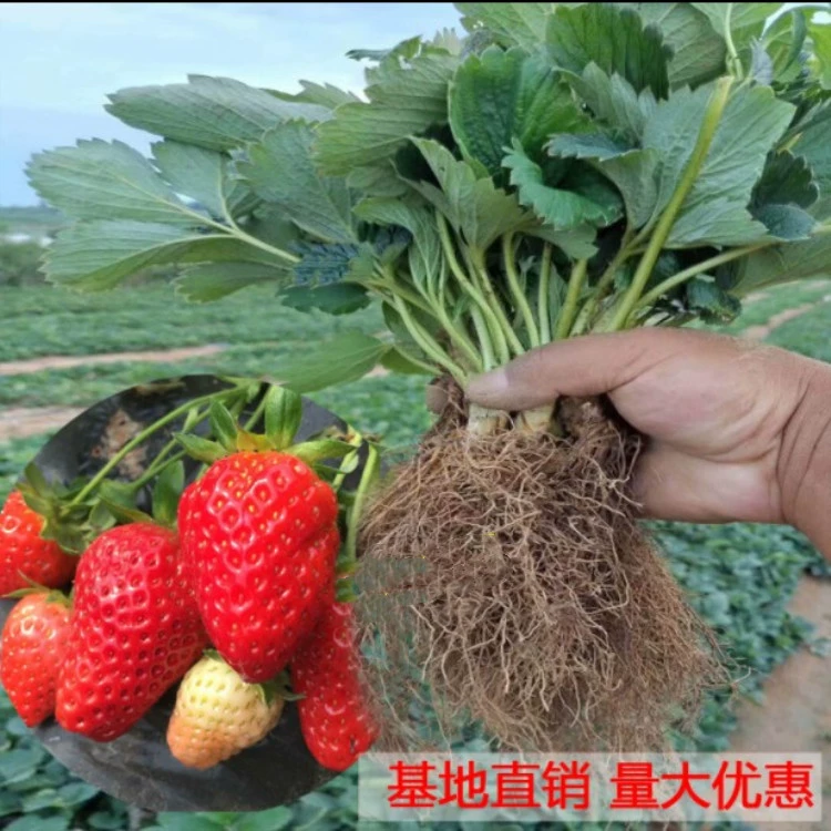 Четыре сезона Рассада клубники Сливочная красная клубника Рассада теплицы Посадка клубники в горшках с почвой