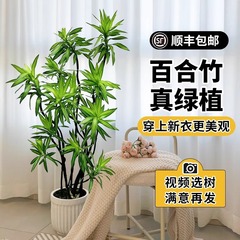 ユリ竹リビングルーム装飾緑の植物ハイエンドリアルグリーン植物大型鉢植え古いパイル形状屋内ライト高級大型植物