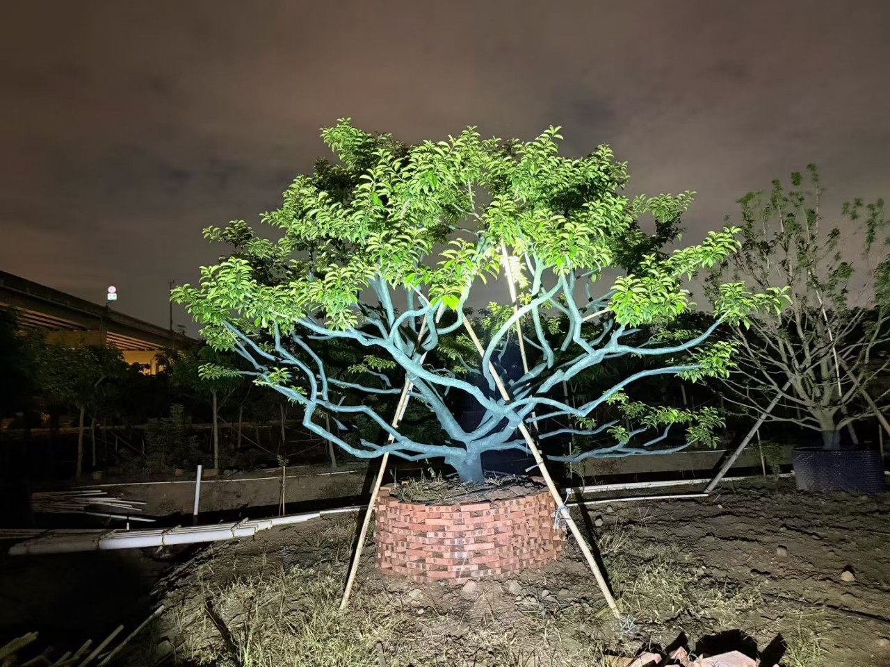 丛生 红果冬青 全冠龙爪红果冬青 庭院树造型铁冬青