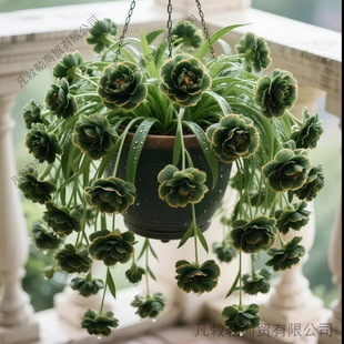 �Gֲ�����҃��������ֲ�ﻨ�����ذ�������߅���m�ļ��_��