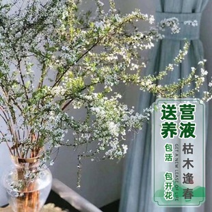 插雲龍柳圖片 海量高清插雲龍柳圖片大全 阿里巴巴 插雲龍柳圖片 海量高清插雲龍柳圖片大全 阿里巴巴