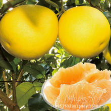 �S�����ּt�����Ә��� ����R���ֱ�Ƥ�t�������� ����Y��������