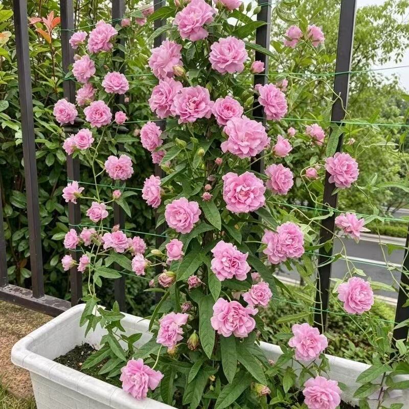 Potted Climbing Peony with Multiple Petals, Well-Established Root System, Garden Climbing Vine Plant, Perennial Cold-Resistant Flower Potted Climbing Peony with Multiple Petals, Well-Established Root System, Garden Climbing Vine Plant, Perennial Cold-Resistant Flower