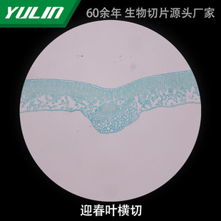 Yingchun Leaf Cross-cut Biological Microscope Specimen Slice Animal and Plant Cell Slide Observation Experimental University