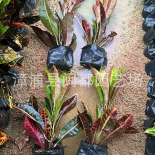 ��ϼ׃�~ľ ��� 35cm ��߲��~  �����G�h�� ����r��ֲ�����