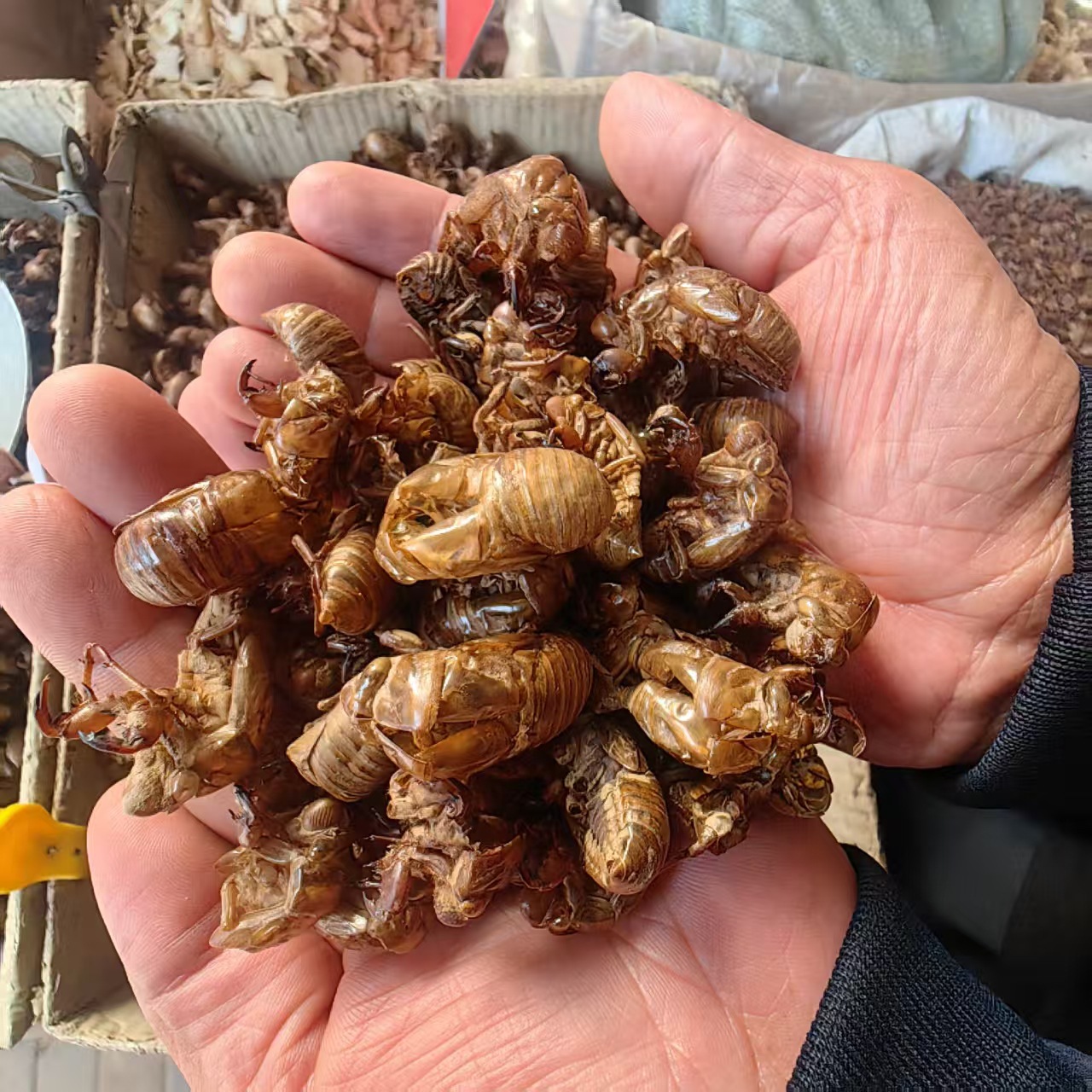 Cicada Slough Chan Tui 蝉蜕 Dried Whole Herb Water Washed Sulfur Free 500g overview