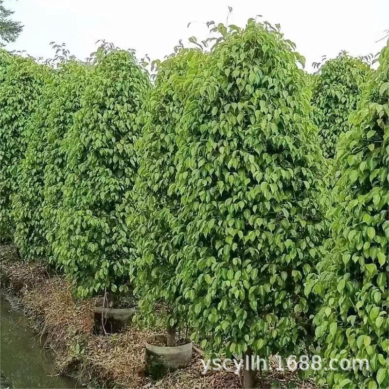 垂叶榕垂榕柱细叶榕垂榕树批发100-400厘米