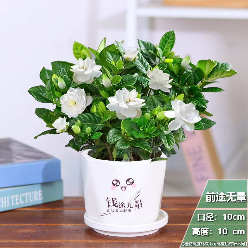 [베스트셀러 베스트셀러] 치자나무 화분 1개 + Qianqian 세라믹 화분 + 영양비료