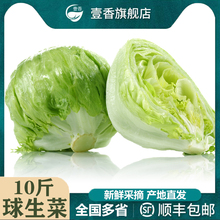 球生菜10斤汉堡沙拉用西生菜新鲜蔬菜圆生菜西餐健身轻食沙拉食材