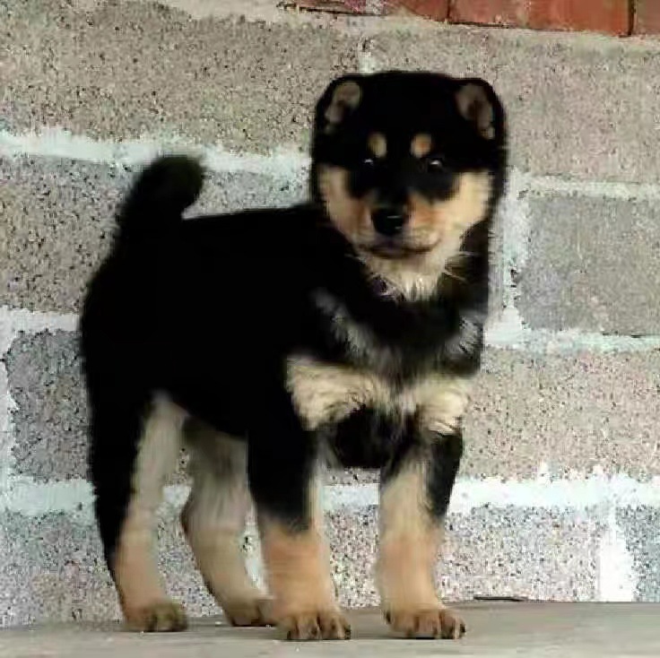 精品中华田园广西土猎赶山五黑狼红黄铁包金四眼虎斑幼犬狗狗活体-阿里巴巴