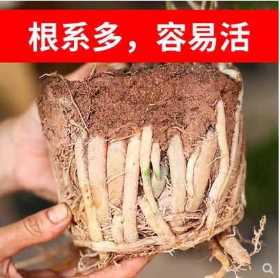 Pine Indoor Potted Zodiac Monkey Living Room Small Bonsai Flower Desktop Easy to Care for All-Season Green Plant Money Tree Plant