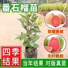 广东嫁接红宝石番石榴苗珍珠白肉高产果大芭乐苗南方庭院种植果苗